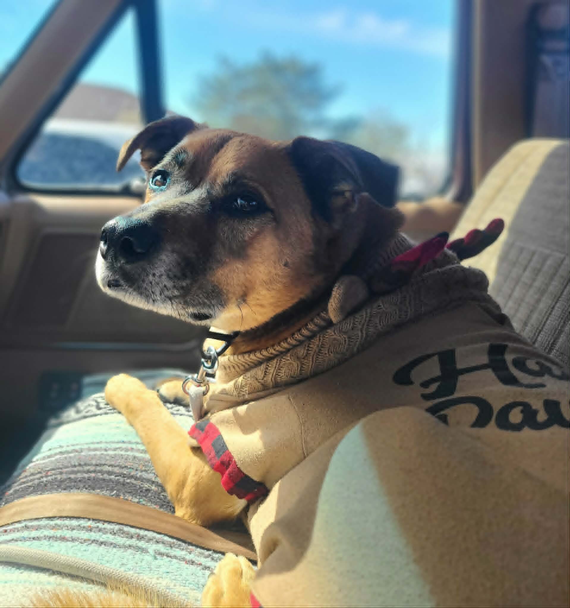 Picture of the Animal Listed